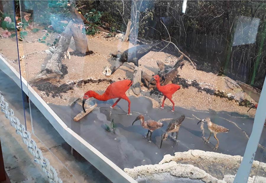 Diorama Mangrove