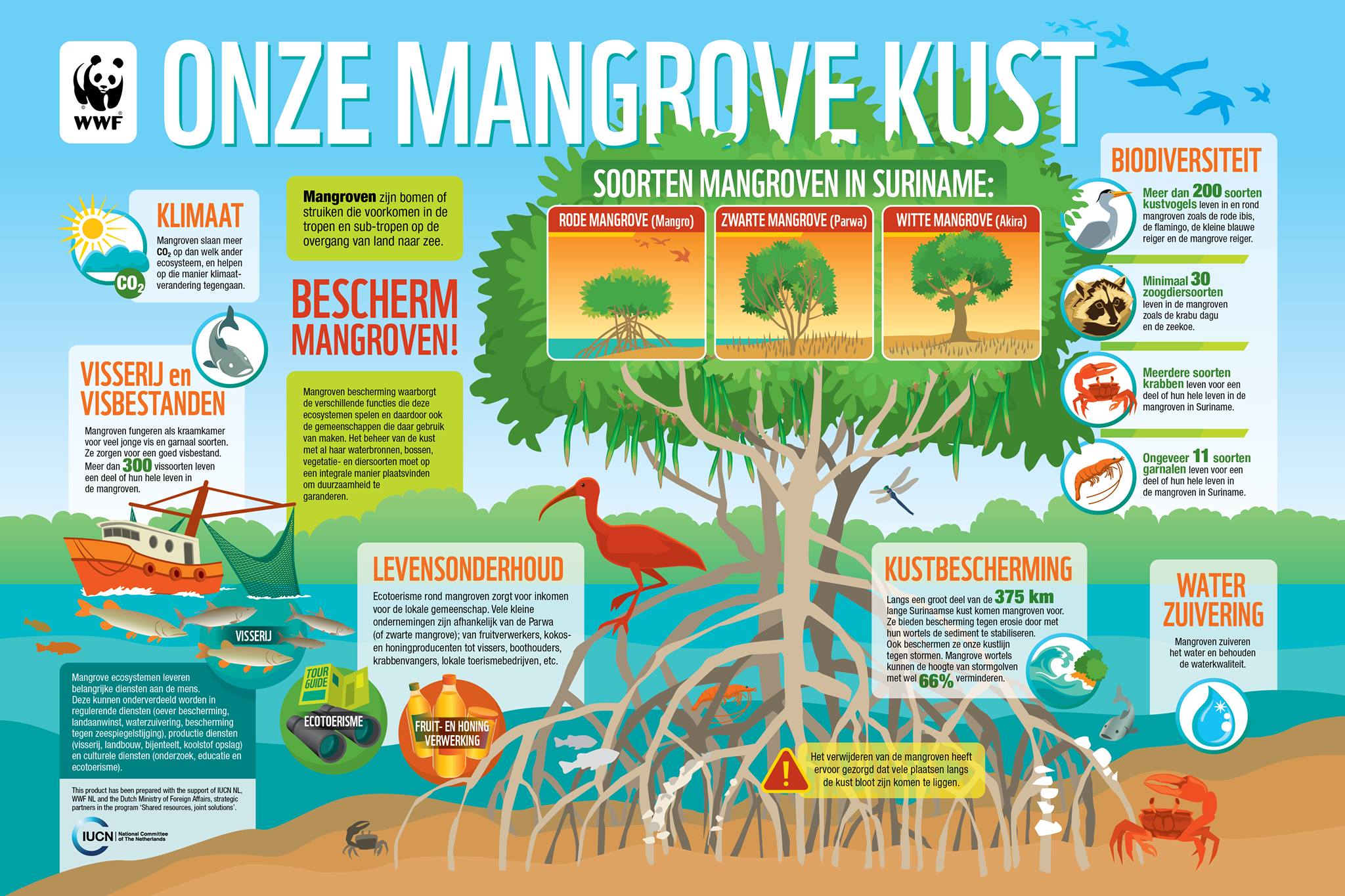 Mangrove Kust