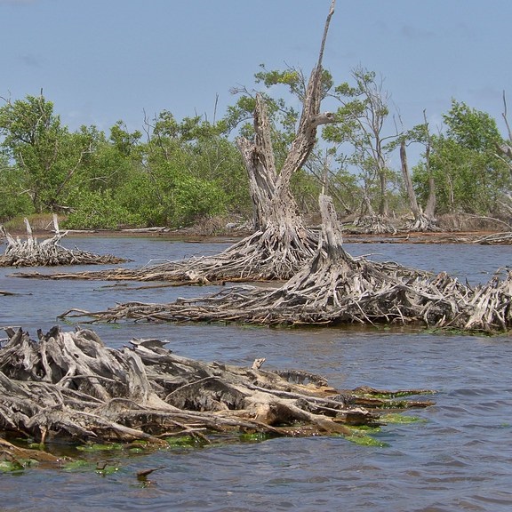 mangroves