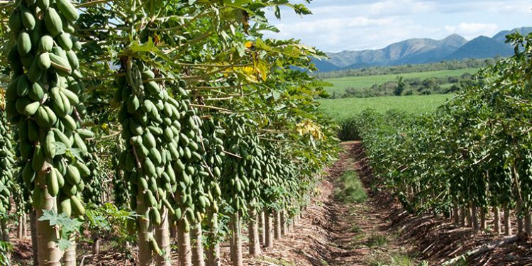 Papaya Plantation