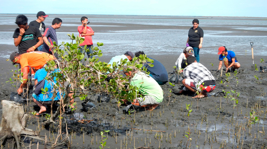 Mangroveboom aanplant